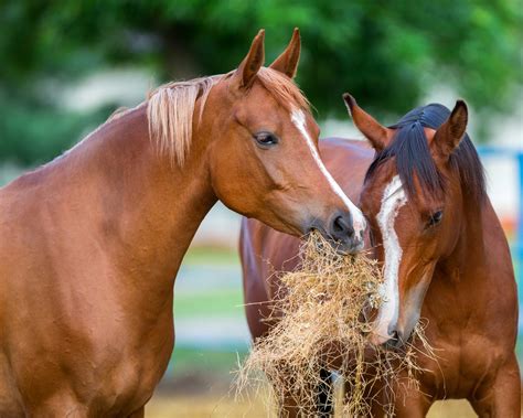 Roughage Requirements for horses | Horse Hay | Ranvet