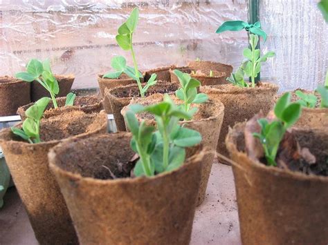 How And When To Transplant Seedlings To Garden