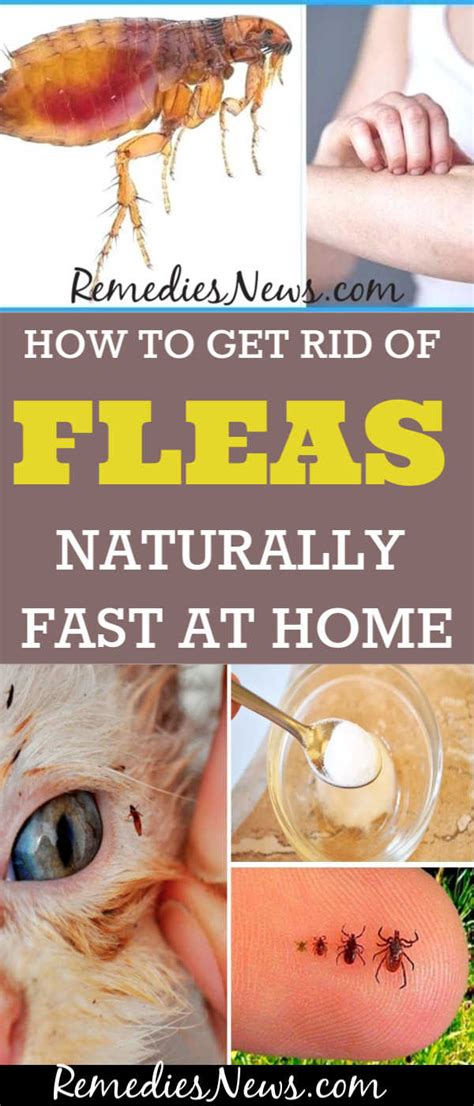 How To Get Rid Of Fleas Naturally Fast With 11 Home Remedies