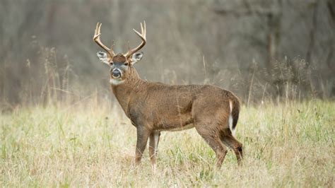 How To Age A Whitetail Buck On The Hoof Meateater Wired To Hunt