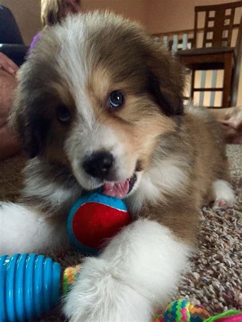 Maybe you would like to learn more about one of these? Great Bernese puppy #greatpyrenees #bernese follow Steve_Thegreatbernese on Instagram | Dog ...