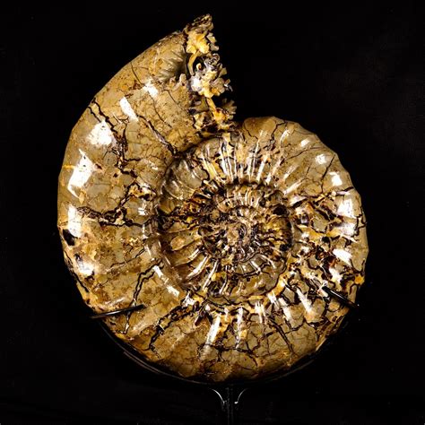Incroyable ammonite géante - Merveilles