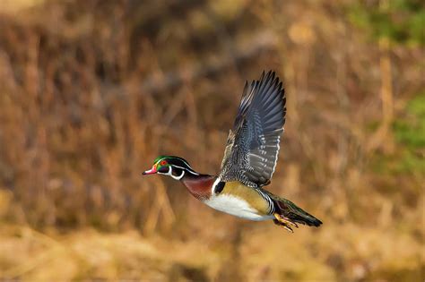 Wood Duck Male In Breeding Plumage Acadia Np Maine Usa Photograph