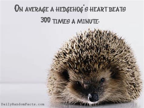 The green hill zone captured on a the dial. Hedgehog Quotes. QuotesGram