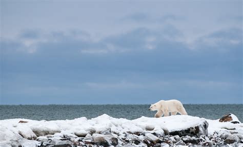 Polar Bear Patrolling The Shoreline Sean Crane Photography