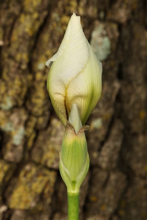 Two White Iris Buds Close Up Free Stock Photo Public Domain Pictures