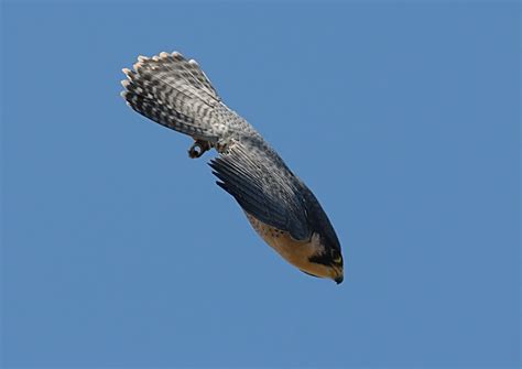 The fastest animal in the world, the peregrine falcon can be seen soaring among the scarlet cliffs of however, this diving daredevil can reach speeds of 100 to 200 mph while in a stoop, in as quickly as. Let us take a moment and appreciate some of the most metal creatures alive: The Birds of Prey ...
