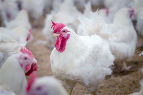 Poultry Farm With Broiler Chickenfowl Stock Image Image Of