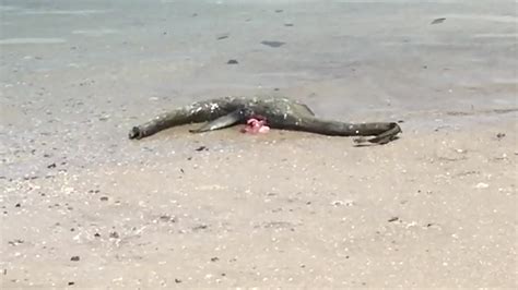 Carcass Of Strange Sea Creature Washes Up On Georgia Beach Wsoc Tv