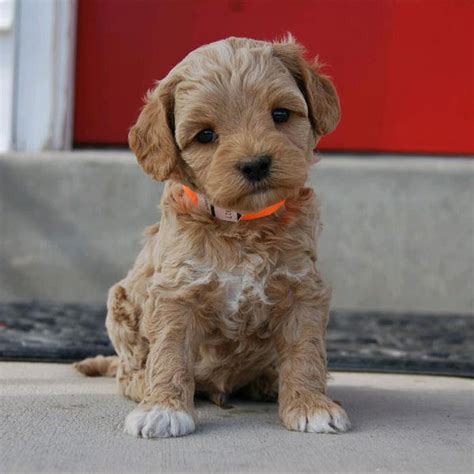 We are so passionate about this breed, our puppies are born and balance of $2,710, includes fl state sales tax is due before puppy is 4 weeks old. Labradoodle puppies for sale florida - MISHKANET.COM