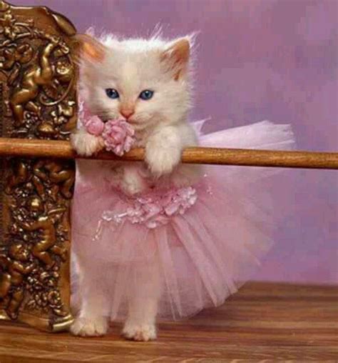 Pin By Gonzogatomews On Cat Humor Pretty Cats Cat Costumes Dancing Cat