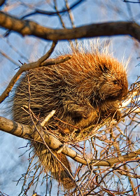 Porcupine In Tree Photograph By Timothy Flanigan
