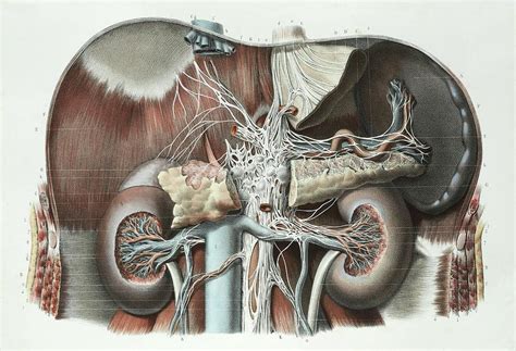 Gi tract peritoneal cavity kidney and ureter anterior abdominal wall posterior abdominal wall and retroperitoneum. Abdominal Anatomy Photograph by Science Photo Library