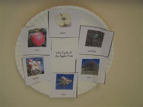 Can bring any time you are and not make your tote space or bookshelves' grow to be full because you can have it inside your lovely laptop even cell phone. My Montessori Journey: Life Cycle of an Apple Tree work