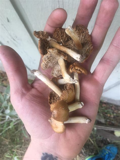 Magic Mushroom Season All Mushroom Info