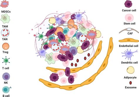 Schematic Representation Of The Cancer Stem Cell Microenvironment Or Download Scientific