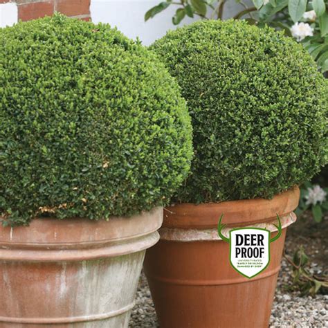 23 Best Evergreen Shrubs To Grow For Year Round Interest Proven Winners