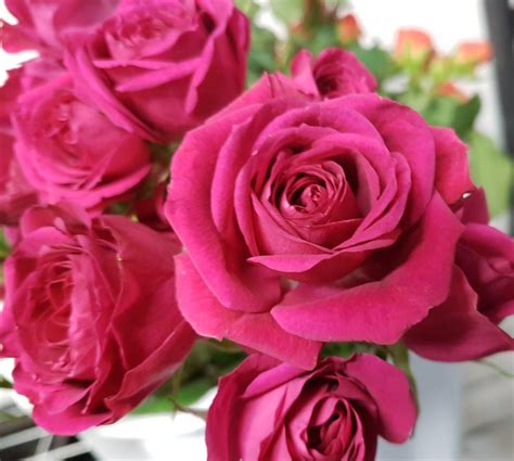 Hot Pink Spray Roses Bunch Of 100 Stems Toronto Bulk