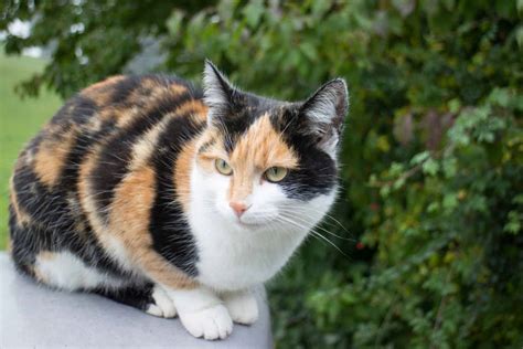 All You Need To Know About 5 Types Of Calico Cats