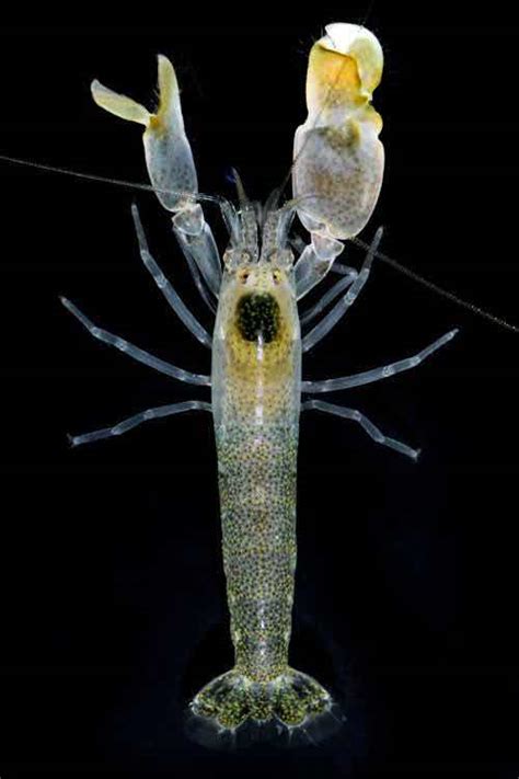 Crustacea Alpheus Sp