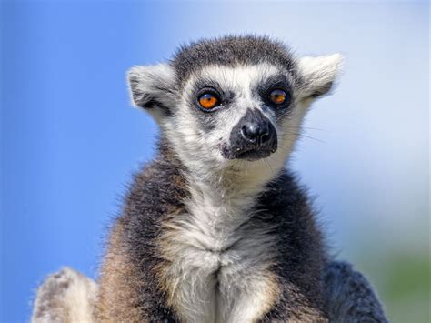 Download Wallpaper 1600x1200 Lemur Animal Glance Furry