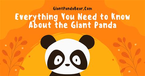 Everything You Need To Know About The Giant Panda The Giant Panda Bear