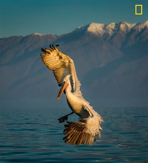 Turn Left National Geographic 2017 The Best Wildlife