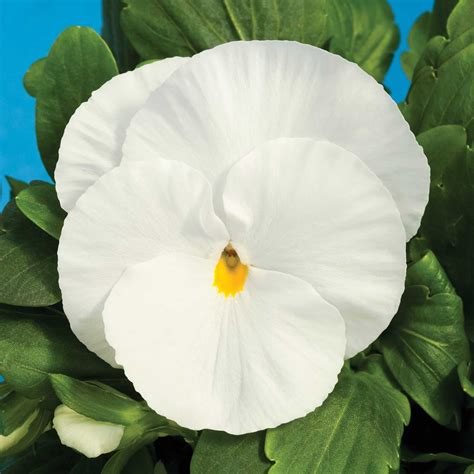 Pansy Flower Garden Seeds Delta Premium F1 Series Pure White 500