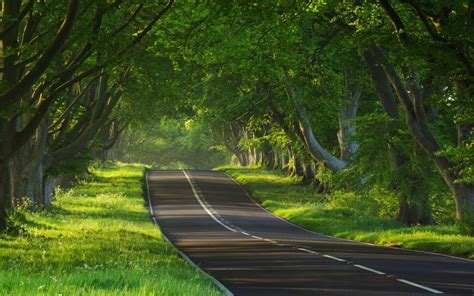 Trees On Both Sides Of The Road 1000x625 Wallpaper