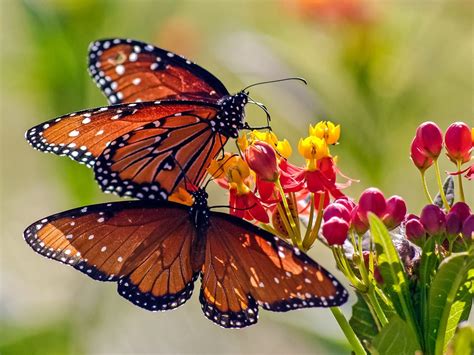 Extra Large Migration Of Monarch Butterflies Fluttering Through Texas