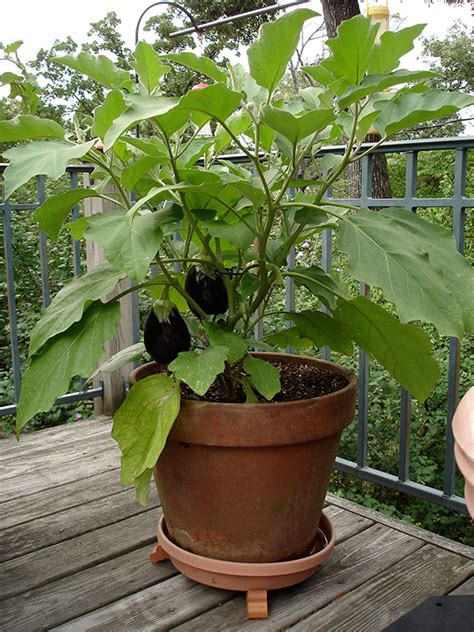 Growing Eggplant Bonnie Plants Container Gardening Vegetables Garden