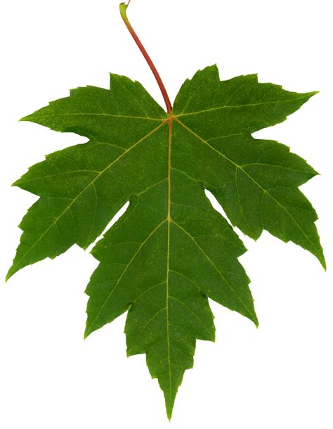Filefreeman Maple Leaf Wikimedia Commons