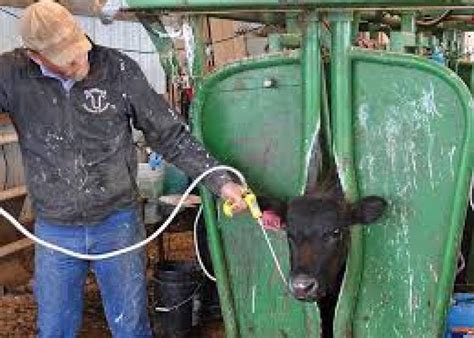 Fall Parasite Control Benefits Beef And Dairy Cattle Drovers