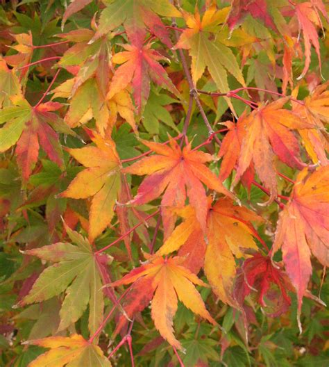 Japanese Maple Colors The Worlds Best Gardening Blog