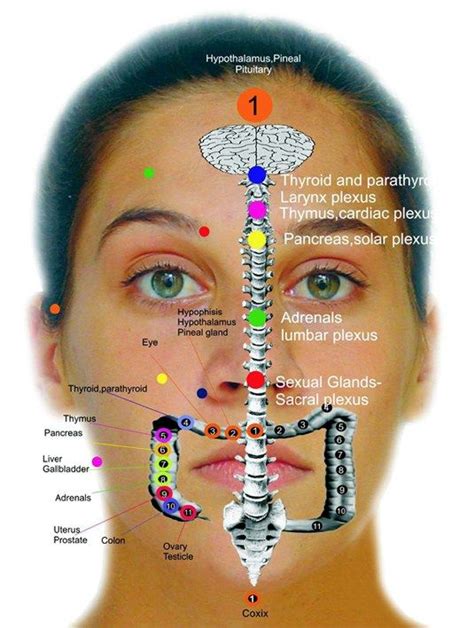 Face Mapping Reflexology Massage Therapy Face Mapping Images