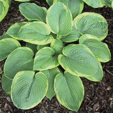 Hosta Frances Williams Misty Valley Farm Inc