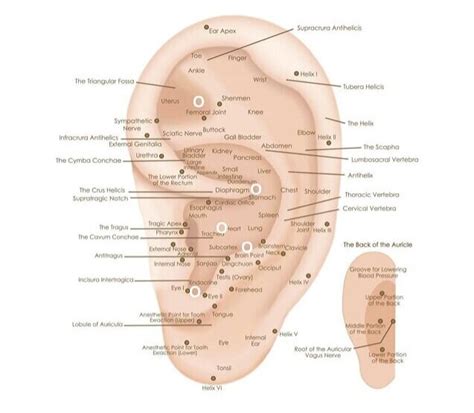 What Are Ear Seeds All About The Stress Relieving Wellness Trend