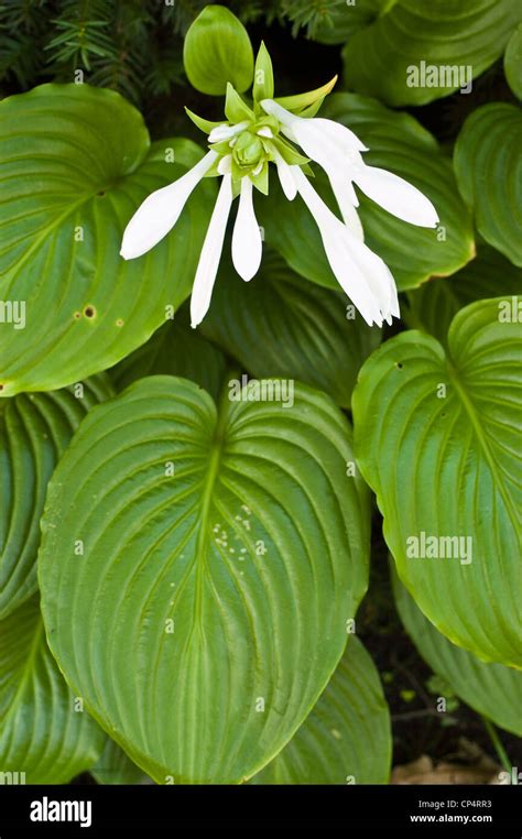 White Flowers Of Fragrant Hosta August Lily Hosta Plantaginea