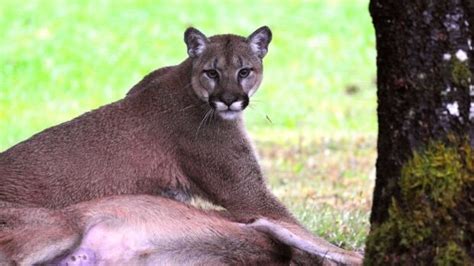 West Shore Rcmp Report Cougar Sighting In Colwood Bc Cbc News