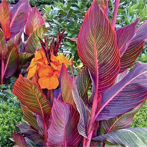 Garden State Bulb 1 Count Potted Tropicanna Canna Lily L10956 At