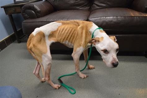 All animals come with an adoption folder containing a health record, adoption contract, and pet care information. Rhode Island woman charged with starving and neglecting ...