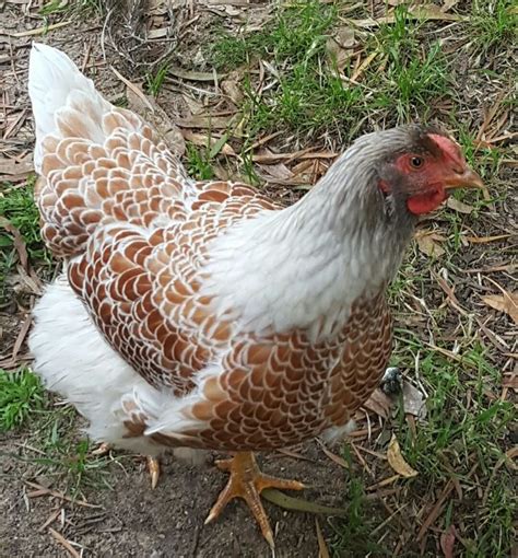 Blue Laced Gold Wyandotte Chicken A Peeling Eggs Curbstone Valley