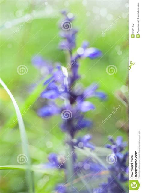Floral Background With Wild Blue Flower Out Of Focus Text Space Stock