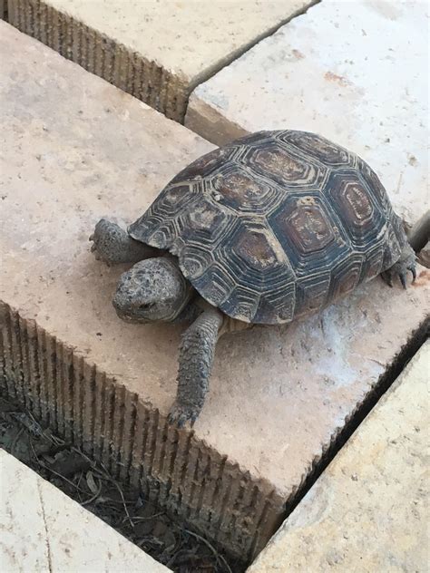 This Baby Desert Tortoise Raww
