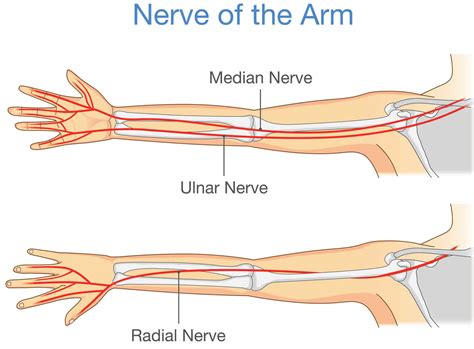 Ulnar Nerve Anatomy Innervation Injury Damage Palsy Entrapment