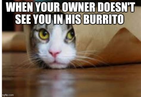 Burrito Cat Imgflip