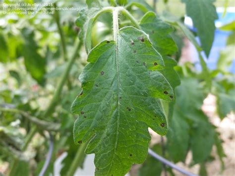 Garden Pests And Diseases Tomato Plant Leaf Spots 1 By