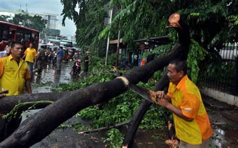 Tanah berpasir , tanah liat lengket, dan tanah berbatu. Kontur Tanah Gembur Jadi Penyebab Pohon Tumbang di UI ...