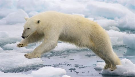 Global Warming Is Biggest Threat To Polar Bears Al DÍa News