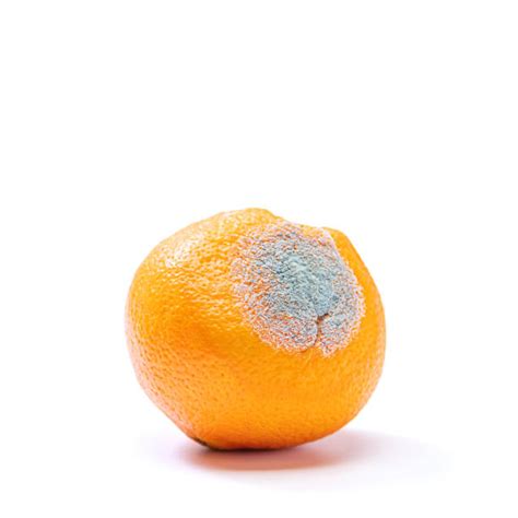 600 Mold Fruit Rotting Mandarin Orange Stock Photos Pictures